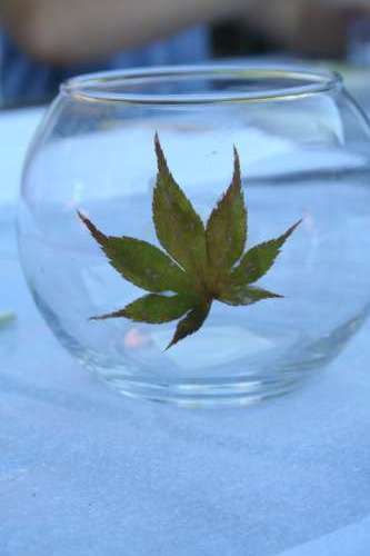 Japanese maple leaf on a glass candle holder before glue and tissue paper decoupage.